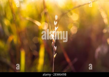 Giallo asciutto, piccolo spike dorato campo con bokeh e retroilluminato su sfondo. Spikelet nei raggi del sole che tramonta UN colpo di closeup di un ramo isolato Foto Stock