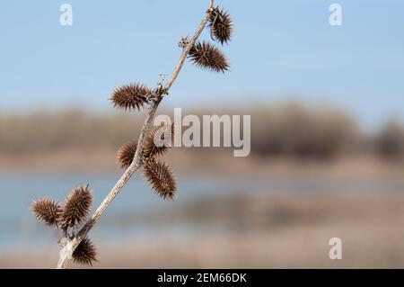 Strumarium di Xanthium del torn secco cocklebur ruvido in steppa su blured sfondo Foto Stock