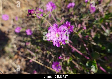 Desert Wishbone Bush (Mirabilis laevis) Orange County, California, Stati Uniti Foto Stock