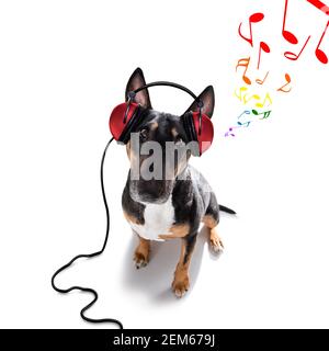 DJ bull terrier cane che suona musica in un club con disco palla, isolato su sfondo bianco Foto Stock