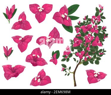 Bougainville pianta del Messico, vettore isolato ramo bougainvillea, fiori rosa e foglie verdi. Esotici fiori messicani, piante sempreverde in crescita Illustrazione Vettoriale