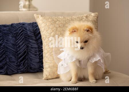piccolo cane pomeranian seduto su un divano con cuscini, utilizza un camuffamento bianco, animale domestico all'interno della casa Foto Stock