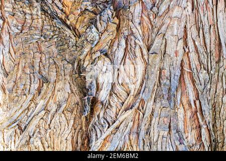 Un primo piano della corteccia su un albero crea un sottile disegno astratto di texture e ombreggiatura. Foto Stock