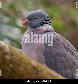 Primo piano ritratto di un piccione di legno (Columba palumbus) Foto Stock