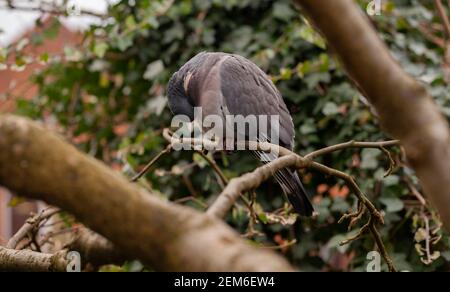 Pigeon di legno (Columba palumbus) preening mentre appollaiato in un albero in un giardino inglese. Foto Stock
