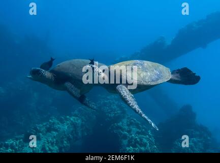 Due tartarughe marine verdi hawaiane nuotano fianco a fianco sulla barriera corallina, ciascuna con un pesce più pulito che lavora sul collo. Foto Stock