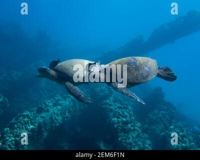 Due tartarughe marine verdi hawaiane nuotano fianco a fianco sulla barriera corallina con pesci corrispondenti che puliscono il collo. Foto Stock