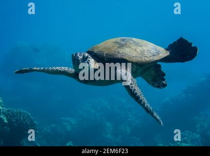 Tartaruga marina verde hawaiana vicino al nuoto subacqueo verso la macchina fotografica. Foto Stock