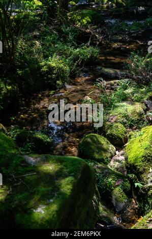 Rocce e pietre ricoperte di muschio nella piscina naturale formata da acque cristalline dalla cascata Ipiranguinha nella foresta di Serra do Mar (Sea Ridge). Foto Stock