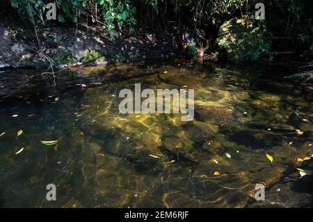 Cascata Ipiranguinha aspetto dorato piscina naturale al livello superiore con alcune formazioni rocciose e vegetazione nel mezzo della foresta di Serra do Mar. Foto Stock