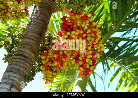 Frutti gialli e rossi su un albero di palma di Natale Foto Stock