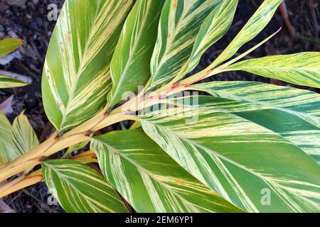 Pianta tropicale variegata Shell Ginger di colore bianco e verde foglie Foto Stock