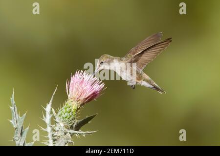 Femmina di colibrì nero, Archilochus alexandri, che si nuce al fiore di cardo. Foto Stock