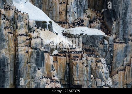Guillemots di Bruennich (Uria lomvia), Alkefjellet, Spitsbergen, Isole Svalbard, Norvegia. Foto Stock