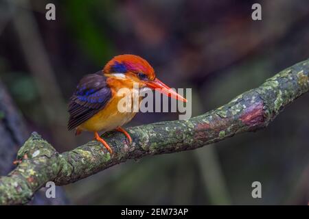 Il kingfisher con schienale nero o il kingfisher orientale dei nani Ceyx erithaca Foto Stock