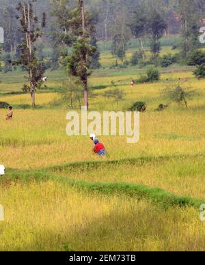 Risaie nel Ruanda Meridionale. Foto Stock