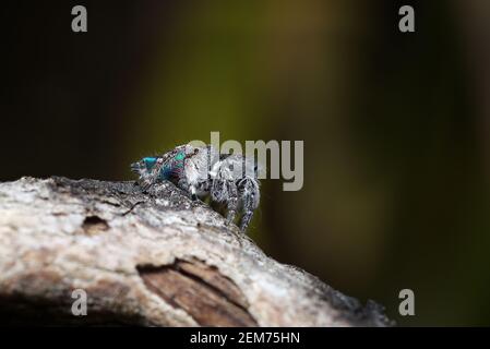 Ragno di Peacock Maratus sarahae, Bluff Knoll, Australia Occidentale del Sud-Ovest Foto Stock