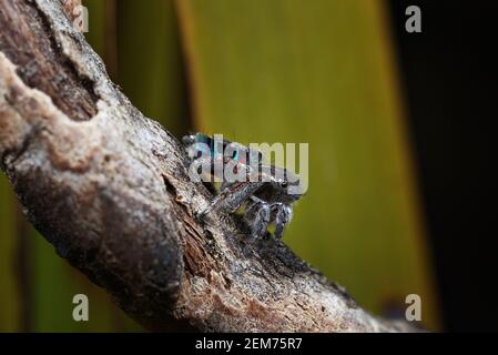 Ragno di Peacock Maratus sarahae, Bluff Knoll, Australia Occidentale del Sud-Ovest Foto Stock