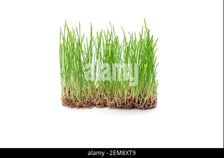grani di grano germogliati isolati su sfondo bianco. Il grano germogliato è un prodotto di valore con proprietà medicinali pronunciate Foto Stock