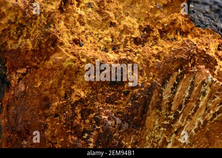 Frattura dei funghi di betulla Chaga struttura multicolore Foto Stock