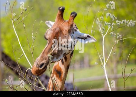 Una giraffa adulta con piccoli corni gnaws a giovani ramoscelli. Primo piano Foto Stock