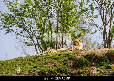 Il leopardo riposa dopo aver fatto jogging sul prato verde. Guarda in lontananza con una bocca aperta. Foto Stock
