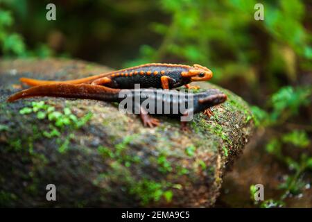 Coppia Himalayan newt o coccodrillo salamander accoppiamento sulla pietra in un ruscello. Foresta primordiale sullo sfondo. Thailandia del Nord. Primo piano. Foto Stock