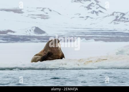 Alco Atlantico (Odobenus rosmarus), Vibebukta, Austfonna, Nordaustlandet, Isole Svalbard, Norvegia. Foto Stock