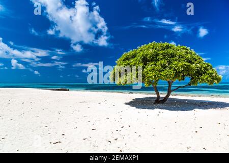 L'iconico divi albero sulla sabbia bianca delle isole Maldive. Giornata di sole con cielo blu e nuvole bianche. Tranquilla vista sulla natura tropicale Foto Stock