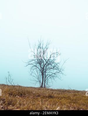 Albero di nebbia minimo Foto Stock