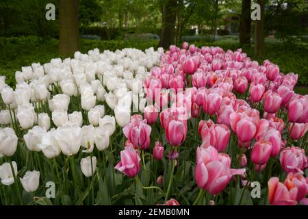 Bei tulipani rosa e anche bianchi in piena fioritura in un giardino ad Amsterdam, Paesi Bassi. Foto Stock