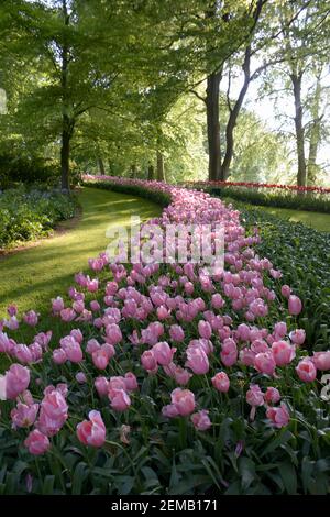 Lunga fila di bei tulipani, parzialmente illuminata da luce soffusa in un giardino ad Amsterdam, Paesi Bassi. Foto Stock