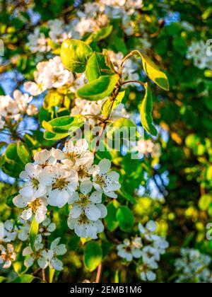 Ramoscello con pero selvatico (pirata) fiori Foto Stock