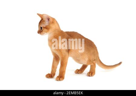 Gatto di zenzero abissino accoccolato su uno sfondo bianco Foto Stock