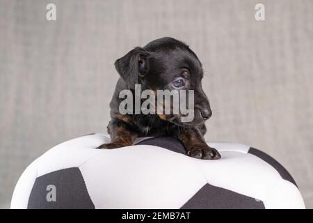 Jack Russell Terrier cucciolo giace su un bianco morbido con palla giocattolo nera, 5 settimane vecchio cane brindle. Messa a fuoco selettiva sugli occhi. Foto Stock