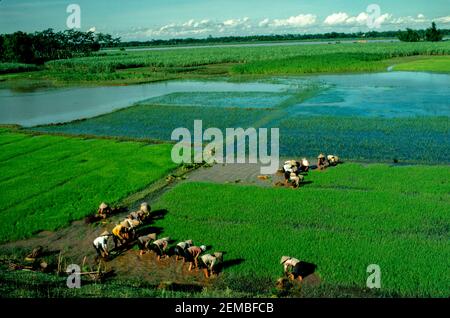 Trapianto di riso, Vietnam del Nord, giugno 1980 Foto Stock