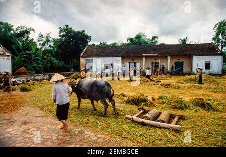 Trapianto di riso, Vietnam del Nord, giugno 1980 Foto Stock