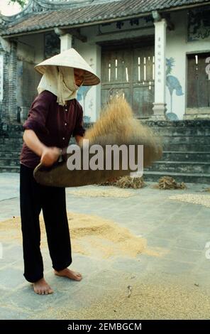 Riso da vinare per rimuovere gli steli dopo la raccolta, Vietnam del Nord, giugno 1980 Foto Stock