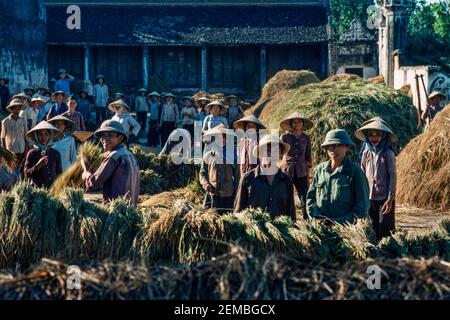 Trapianto di riso, Vietnam del Nord, giugno 1980 Foto Stock