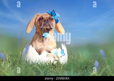 Bulldog francese vestito come coniglietto di pasqua seduto in gigante uovo su prato di fiori Foto Stock
