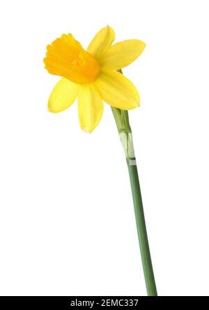 Fiore di giallo Daffodil (Narcissus) isolato su sfondo bianco. Foto Stock