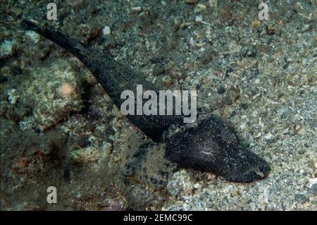 Forma nera di coccodrillo Flathea, Cymbacephalus beauforti, luogo di immersione del molo della polizia, Straits di Lembeh, Sulawesi, Indonesia Foto Stock