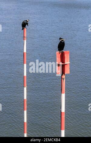 Grandi cormorani neri (Phalacrocorax carbo) che riposano sui posti vicino al fiume Reno, Germania Foto Stock