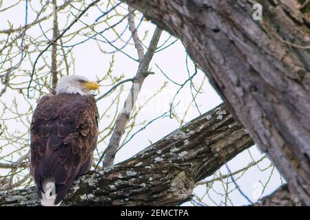 Aquila calva americana che poggia su un ramo di albero. Foto Stock