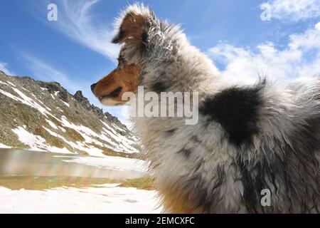 Blue merle cane pastore australiano sul prato a colle Del nivolet in piemonte in Italia Foto Stock