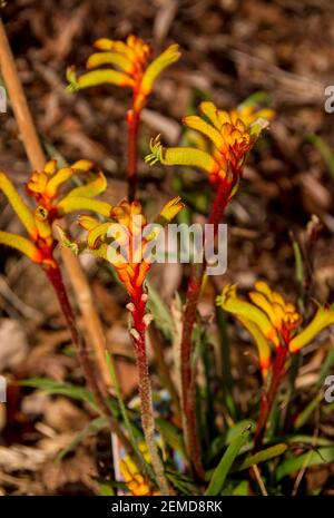 Piante indigene australiane di Kangaroo Paw (Anigozanthos) con steli fioriti rosso e giallo. Giardino privato a Queensland, Australia. Foto Stock