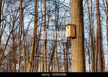 Birdhouse sull'albero. Il sole del mattino illumina gli alberi. Parco cittadino. Foto Stock