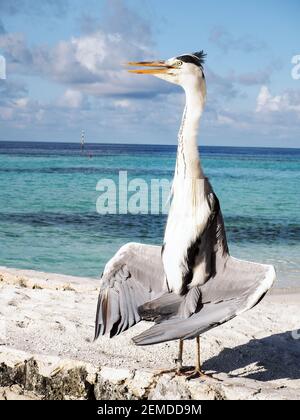 Airone grigio (Ardea Cinera) In piedi su una spiaggia nelle Maldive che asciugano le sue ali al sole Foto Stock