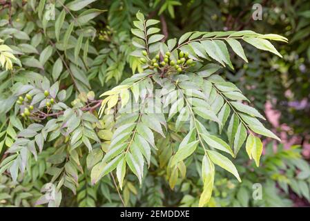 Un primo piano di un albero di foglie di Curry o Karapincha (Murraya koenigii). Le foglie vengono utilizzate per cucinare i curry e molti piatti indiani Foto Stock