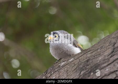 Un giovane, immatutre rumoroso uccello minatore (Manorina melanocephala) arroccato su un ramo di osservazione della gente in Queensland, Australia. Foto Stock